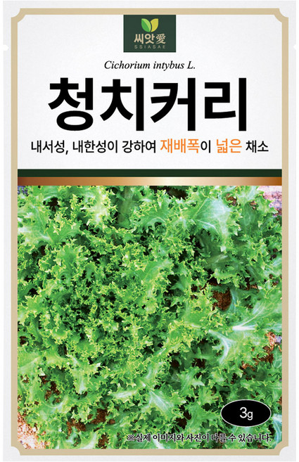 다농 씨앗애 청치커리 씨앗 3g, 1개