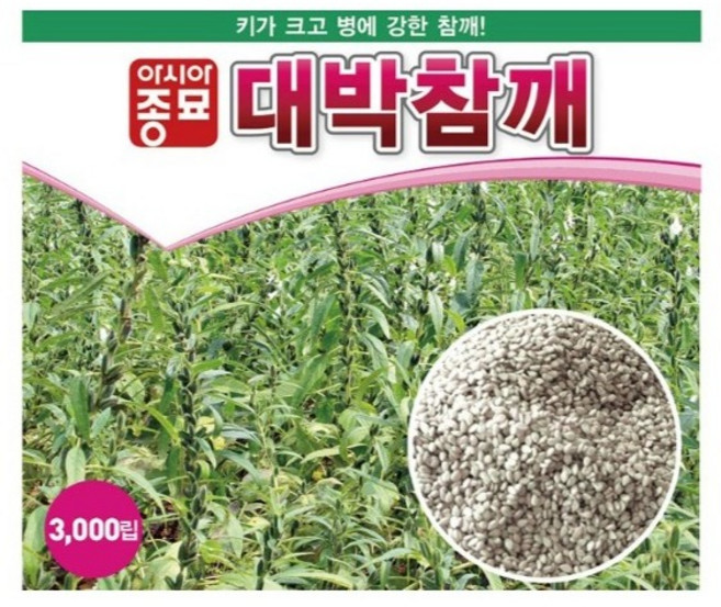 아시아종묘 무코팅 대박참깨 씨앗 3000p, 1개