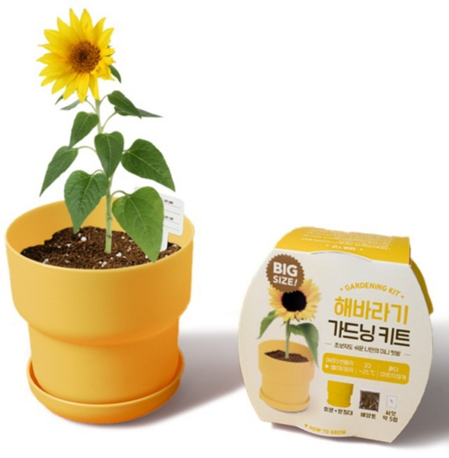 메이크정글 빅 가드닝 키트, 해바라기