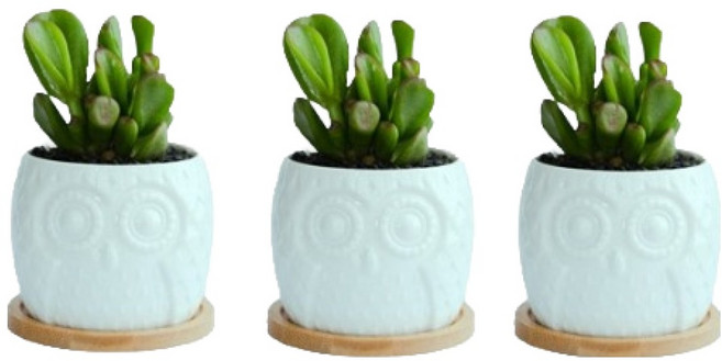 그린허그 세라믹 다육이 화분 부엉이 3p +받침 3p 세트, 혼합색상, 1개
