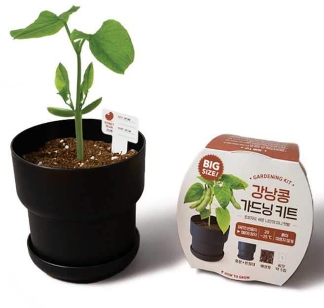 메이크정글 빅 가드닝 키트 식물 키우기, 강낭콩