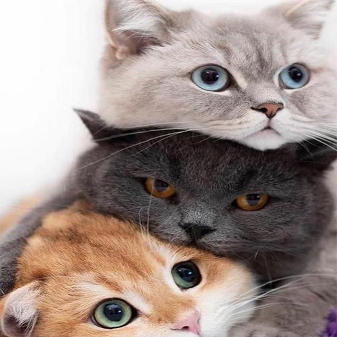 타미나요 힐링되는 DIY 그림그리기 40 x 50 cm, 고양이 세마리, 1개