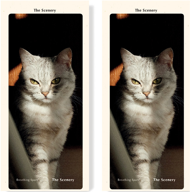 페이퍼리안 더 시너리 브리딩 스페이스 북마크, 하우스 캣, 2개