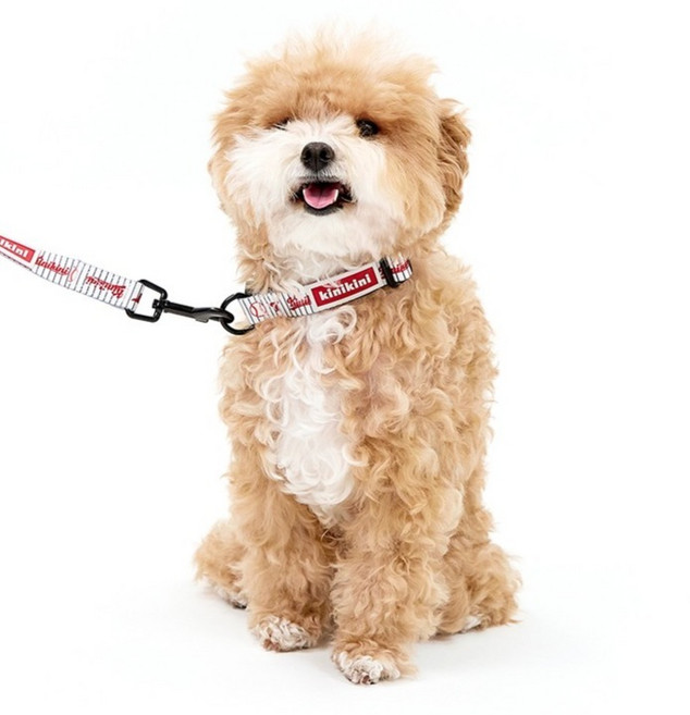 키니키니 강아지 XLG트윈 어센틱 스트라이프 목줄, 화이트, 1개