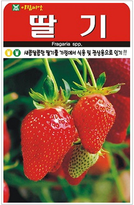딸기 씨앗 100p, 1개