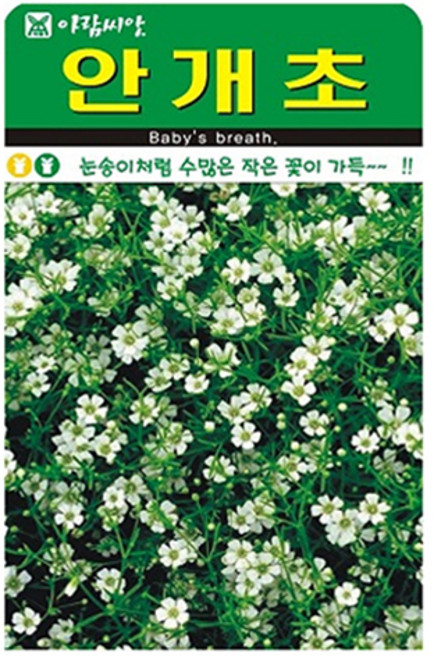 아람씨앗 안개초 꽃 씨앗, 1개