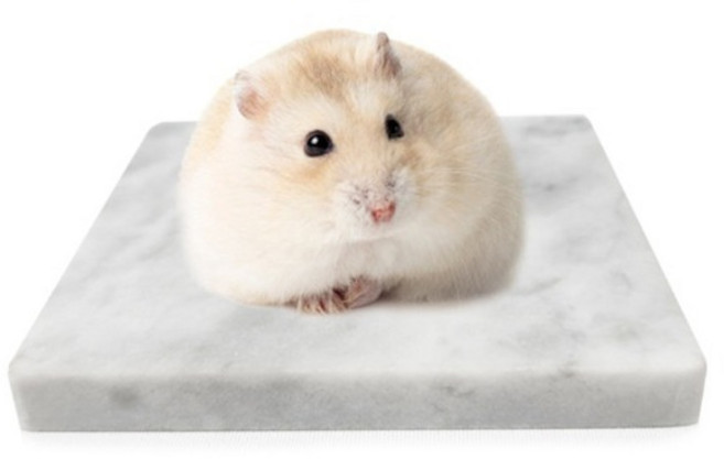 햄스터 대리석 쿨매트 소형, 1개