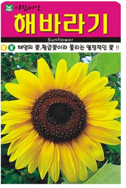 아람종묘 해바라기 꽃 씨앗 50p, 1개