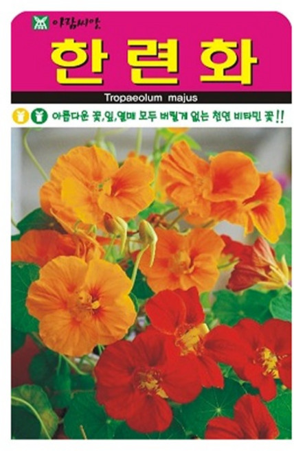 아람종묘 한련화 꽃 씨앗 20p