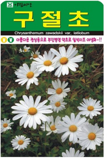 아람종묘 구절초 꽃 씨앗 1000립, 1개