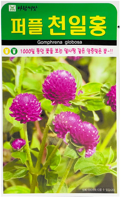 아람종묘 천일홍 꽃 씨앗 100p, 1개