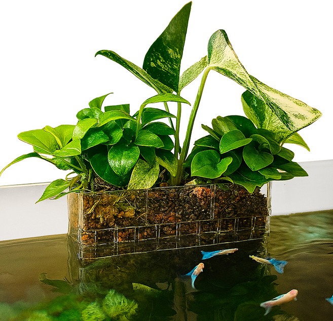 모비딕 수경재배 거치대 AD-05, 1개