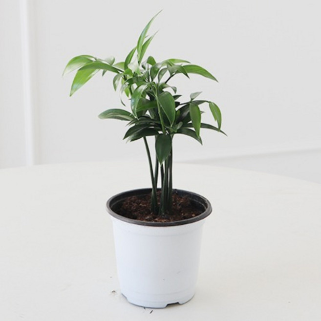 모리앤 수경도 가능한 죽백 식물 + 포트 세트, 랜덤발송(포트), 1세트