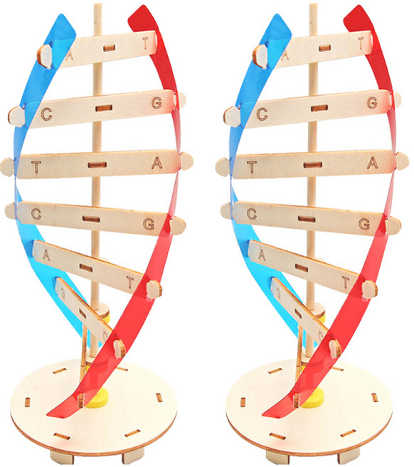 리브온 창의력 STEAM 목재 만들기 DNA 모델 105 x 265 mm, 혼합색상, 2개
