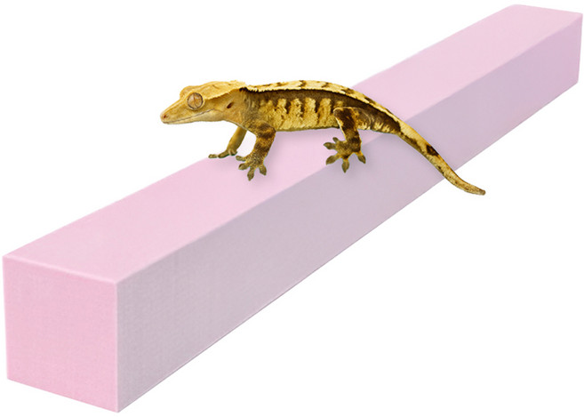 레몽크리프 도마뱀 파충류 크레스티드게코 EVA 고밀도백업 3 x 3 x 50 cm, 베이비핑크, 1개