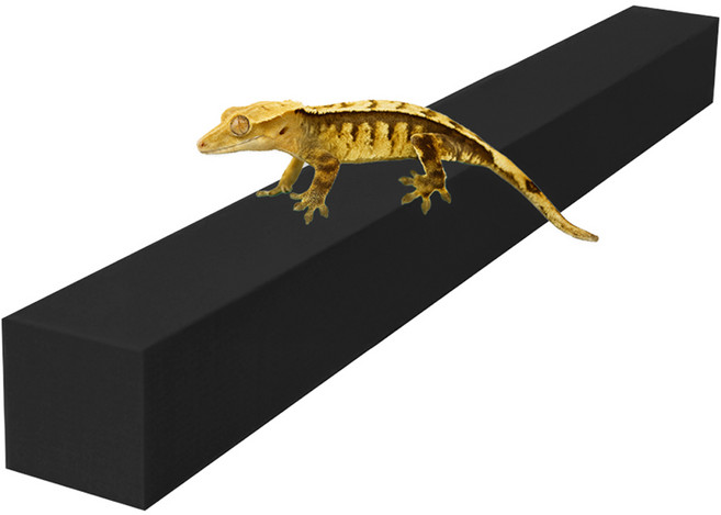 레몽크리프 도마뱀 파충류 크레스티드게코 EVA 고밀도백업 3 x 3 x 50 cm, 블랙, 1개