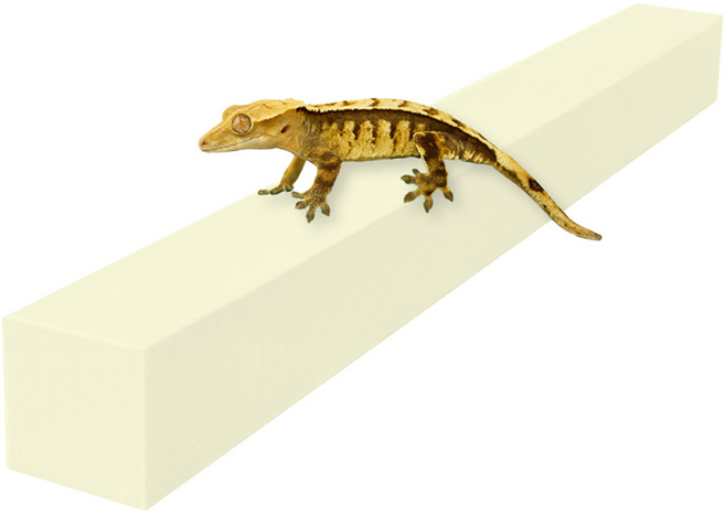 레몽크리프 도마뱀 파충류 크레스티드게코 EVA 고밀도백업 3 x 3 x 50 cm, 아이보리, 1개