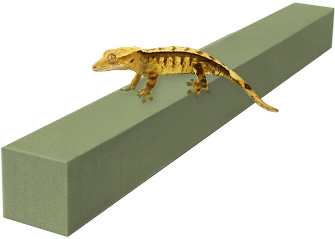 레몽크리프 도마뱀 파충류 크레스티드게코 EVA 고밀도백업 3 x 3 x 50 cm, 올리브, 1개