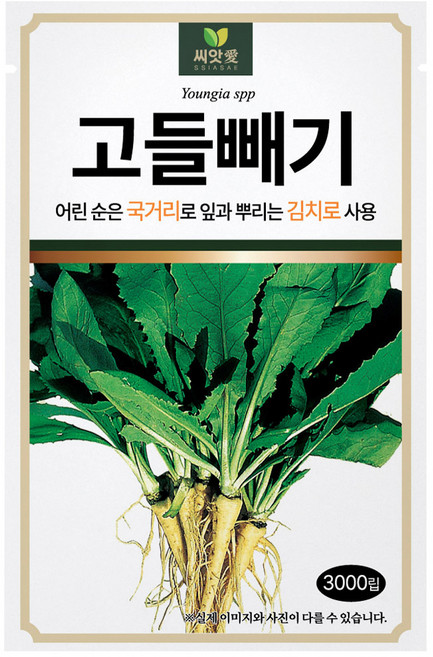 다농 씨앗애 고들빼기 씨앗 3000p, 1개