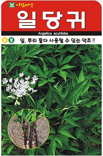 아람종묘 일당귀 씨앗 300립, 1개