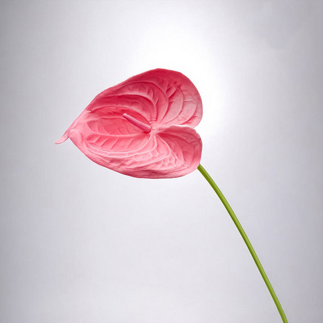 Floral M 黛安娜心型火鶴仿真花花材, 2個, 甜心粉