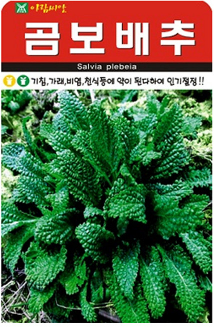 아람종묘 곰보배추 씨앗 1000p, 1개