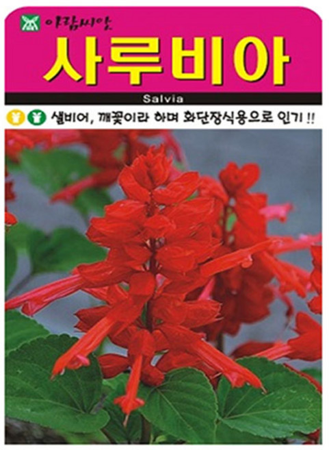 아람종묘 사루비아 꽃 씨앗 100p