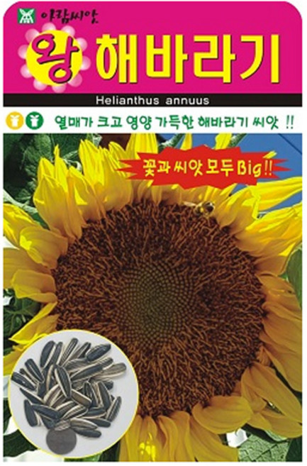 아람종묘 왕해바라기 꽃 씨앗 10립, 1개