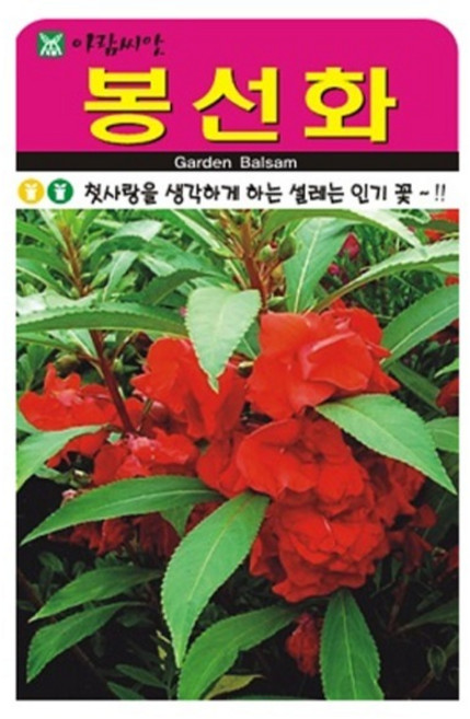 아람종묘 봉선화 꽃 씨앗 500p