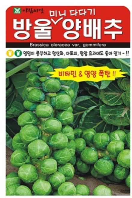 아람종묘 방울 다다기 양배추 씨앗 500p, 1개