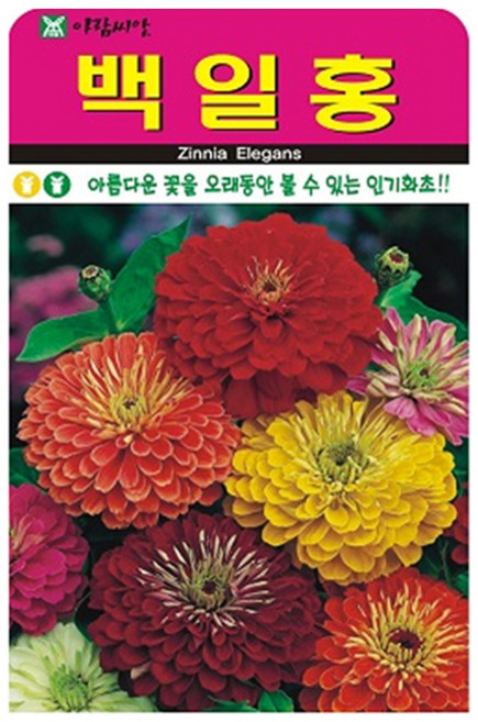 아람종묘 백일홍 꽃 씨앗, 1개