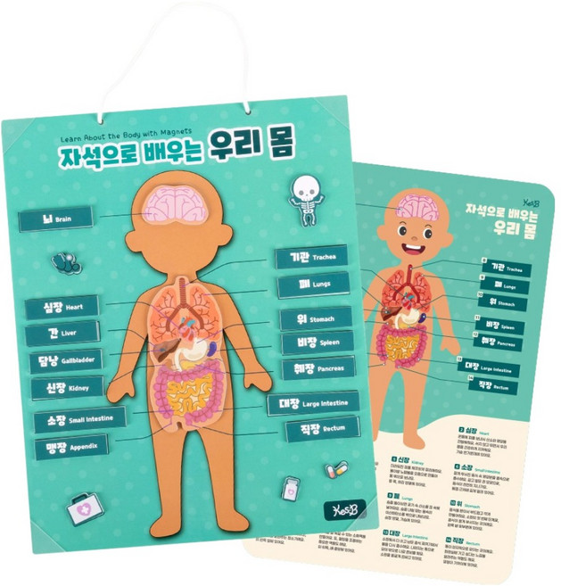 캐스비 튼튼 자석으로 배우는 우리몸 자석교구, 1개