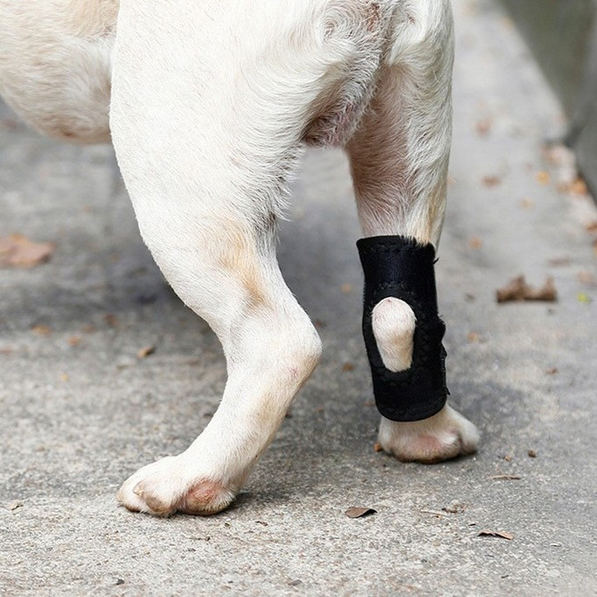 케리빙 강아지 슬개골 보호대 S, 1개, 블랙