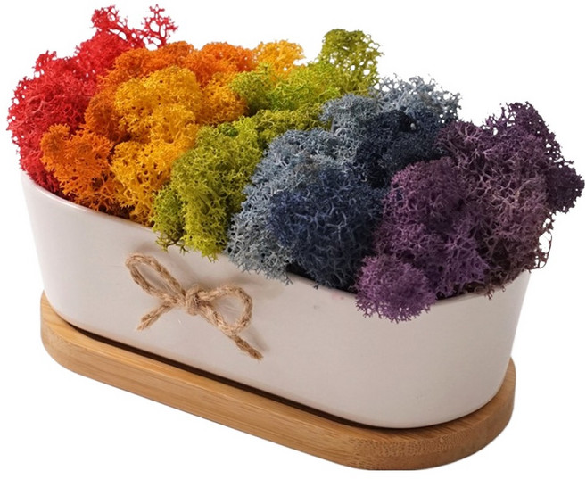 morningscent 空氣淨化斯堪地亞苔蘚 彩虹圓形花盆 + 底盤套組, 1套