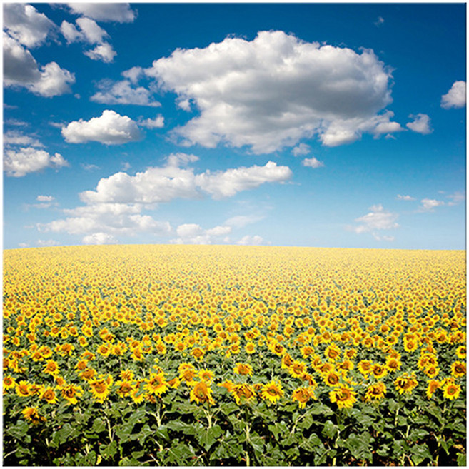 엑스터 복을 부르는 거실 풍수 인테리어 캔버스액자, 해바라기26