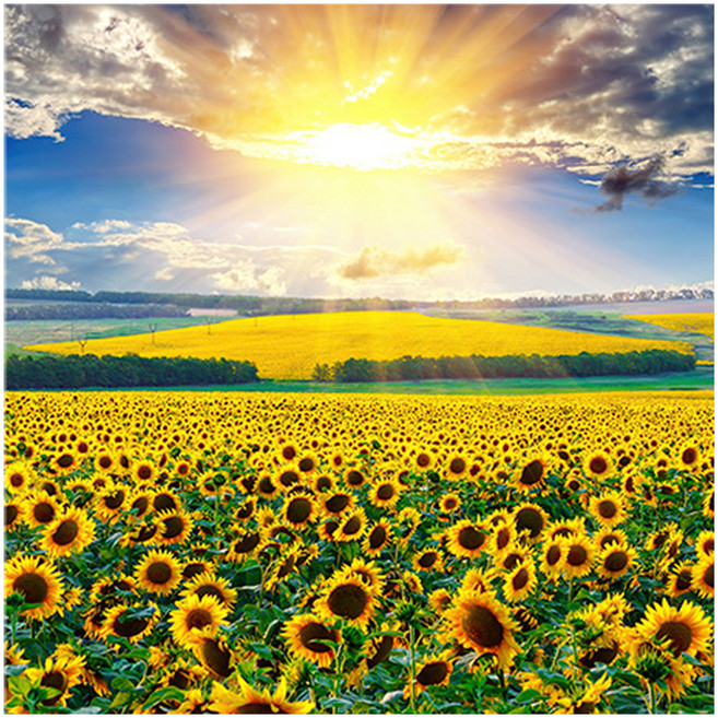 엑스터 복을 부르는 거실 풍수 인테리어 캔버스액자, 해바라기28