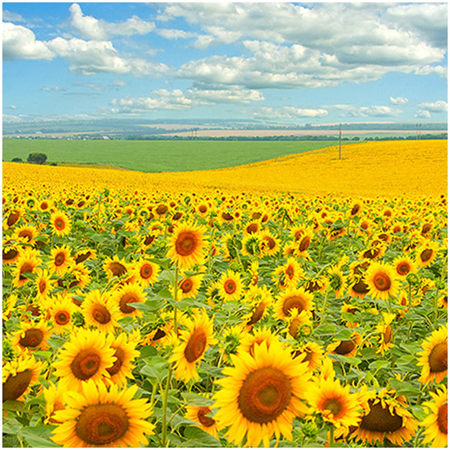 엑스터 복을 부르는 거실 풍수 인테리어 캔버스액자, 해바라기25