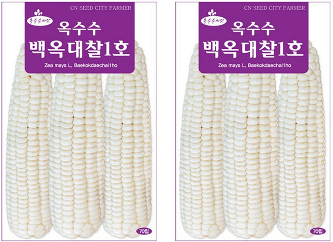 청농종묘 옥수수 백옥대찰1호 씨앗 70p, 2개