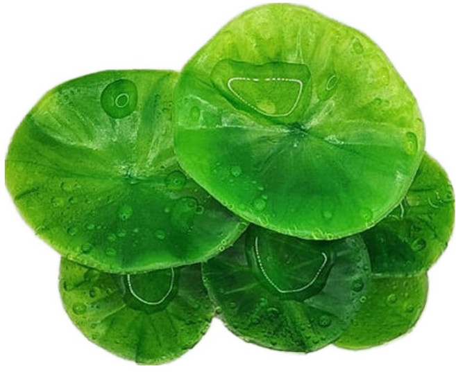 두렙 크레스티드게코 은신처 백업 탈피 크레용품 올인원 놀이터 01 연꽃, 1개, 혼합색상