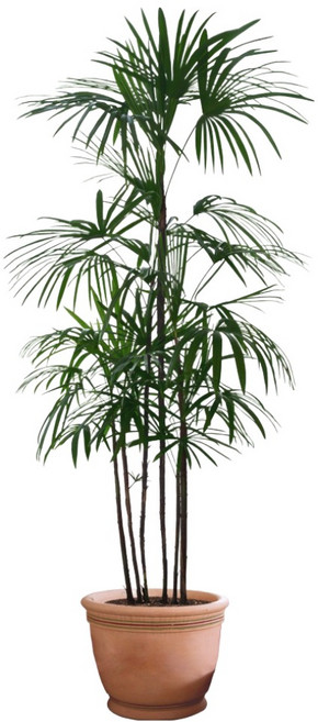 LANO 인테리어 포인트 열대 식물 화분 스티커, 아레카야자