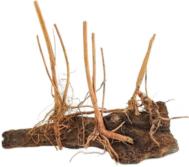 MOBYDICK 苔蘚附著造景 爬蟲類魚缸裝飾 沉木