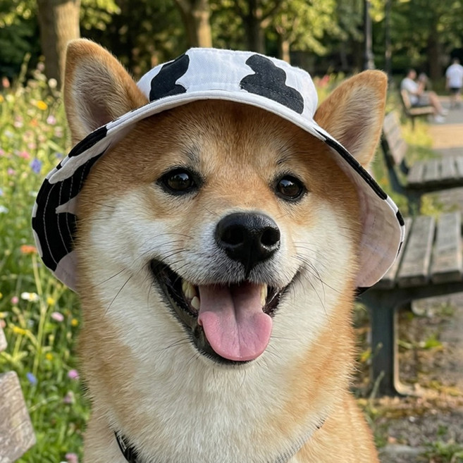 웨이비데이즈 반려동물 캠핑 사파리캡 W265-0257, 블랙(W265-0257B), 1개