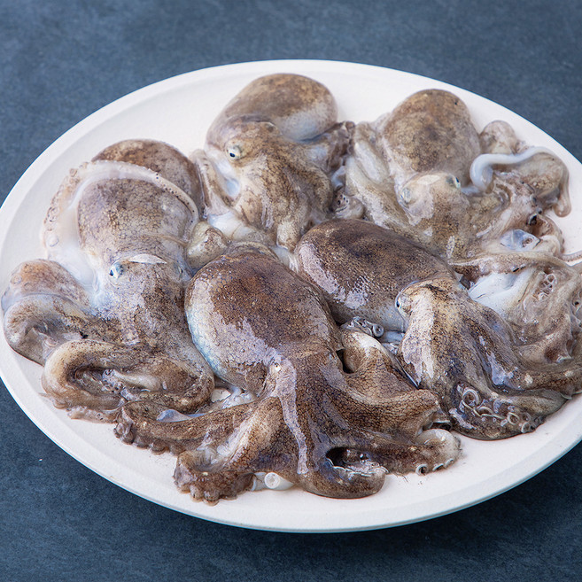 어부심 서해안 산지직송 자연산 햇 알배기 주꾸미 (냉장), 1kg, 1개