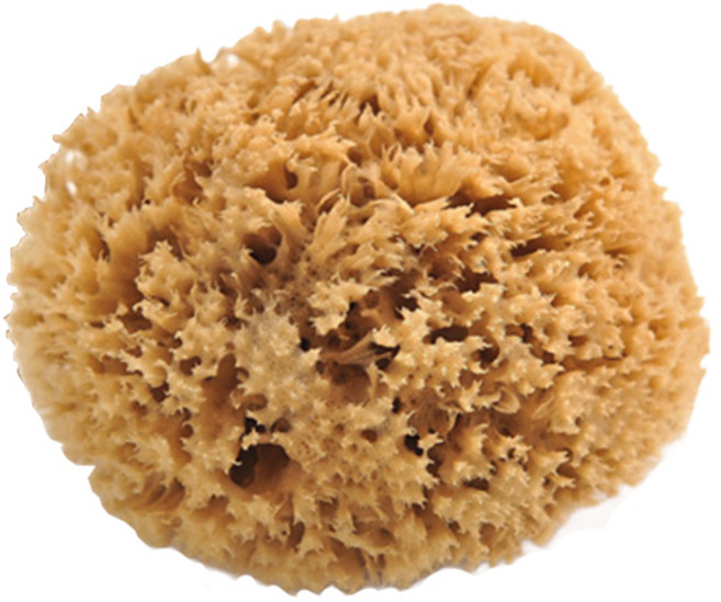 바디세상 칼림노스 오리지널 천연해면 허니컴 바디용 Large, 브라운, 1개