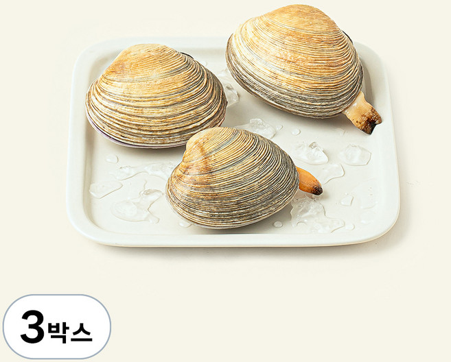 남해안 산지직송 자연산 생물 개조개 (냉장), 500g, 3박스