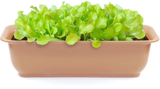 라운드 직사각 뷰티 6호 화분, 커피 컬러, 1개