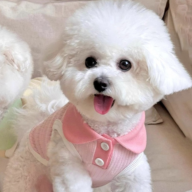 딩동펫 반려동물 솜사탕 골지 카라 티셔츠, 핑크, 1개