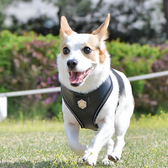 퍼피아 올치 강아지 빛 반사 셀럽 하네스 A형, 블랙