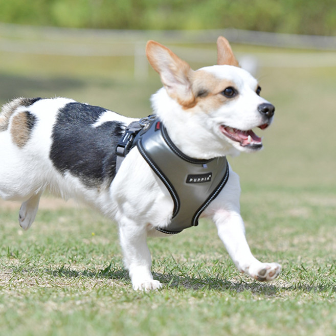 퍼피아 올치 강아지 빛 반사 셀럽 하네스 E형, 그레이