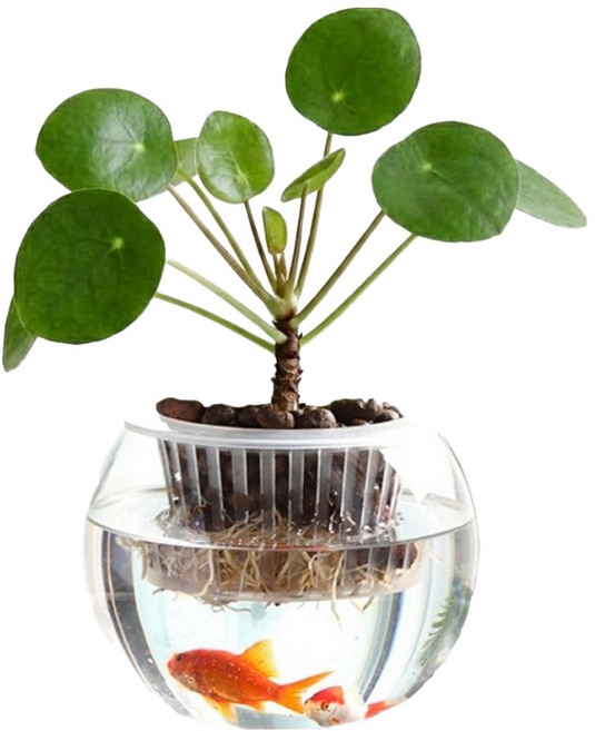코스넬 어항스타일 수경재배 유리 화분, 투명